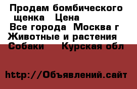 Продам бомбического щенка › Цена ­ 30 000 - Все города, Москва г. Животные и растения » Собаки   . Курская обл.